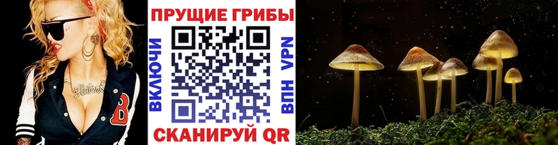 купить   Анива  Псилоцибиновые грибы Psilocybe 